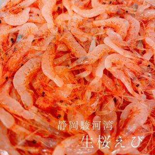 本日のおすすめ ︎宮城　天然本マグロトロ造り ︎宮城　本マグロ…