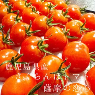 本日のおすすめ ︎兵庫　明石ダコ造り ︎徳島　アオリイカ造り ︎…