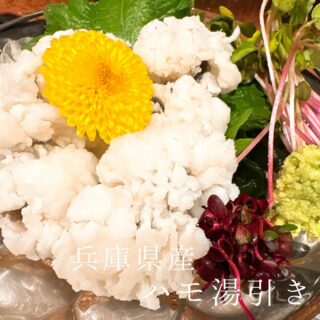 本日のおすすめ ︎兵庫　ハモ湯引き ︎青森　ヨコワマグロ造り ︎…