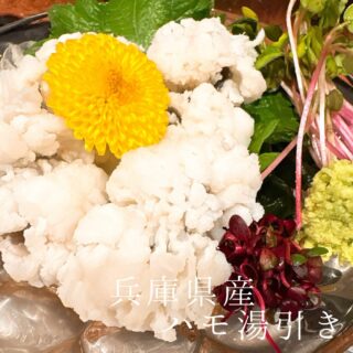 本日のおすすめ ︎兵庫　ハモ湯引き ︎京都　岩牡蠣 ︎島根　どん…
